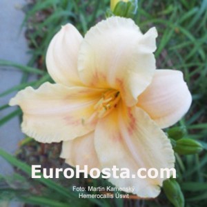 Hemerocallis Úsvit