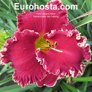 Hemerocallis Van Helsing