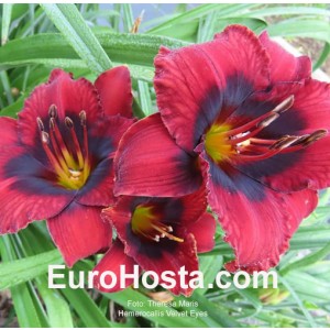 Hemerocallis Velvet Eyes