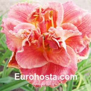 Hemerocallis Vision of Love