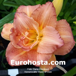 Hemerocallis Vision of Love