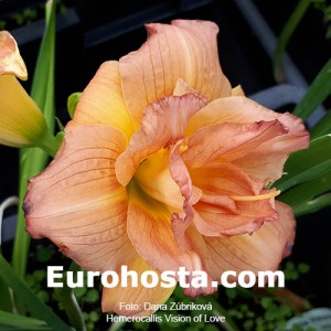 Hemerocallis Vision of Love