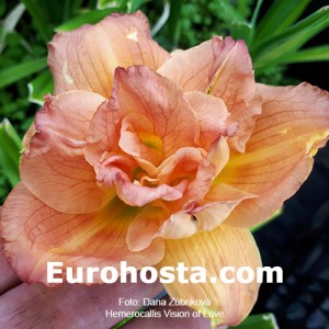 Hemerocallis Vision of Love