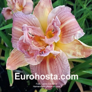 Hemerocallis Vision of Love