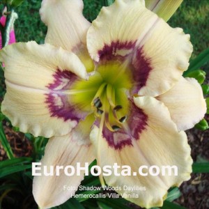 Hemerocallis Visual Intrigue