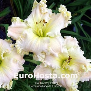 Hemerocallis Voila Francois - Eurohosta