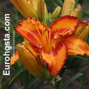 Hemerocallis Volcano Queen