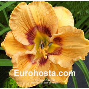 Hemerocallis Web of Intrigue 