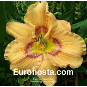 Hemerocallis Web of Intrigue 