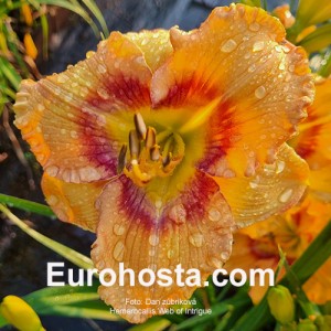 Hemerocallis Web of Intrigue 