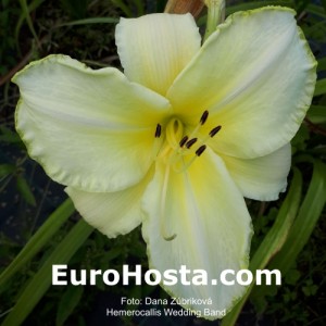 Hemerocallis Wedding Band - Eurohosta