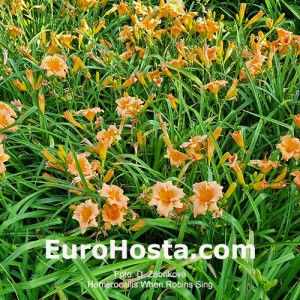 Hemerocallis When Robins Sing