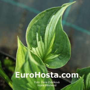 Hosta Whirlwind - Eurohosta