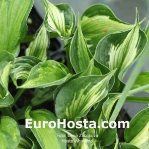 Hosta Whirlwind - Eurohosta