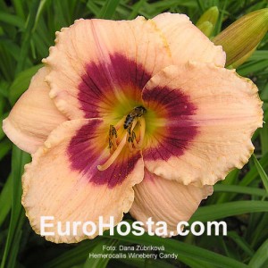 Hemerocallis Wineberry Candy - Eurohosta