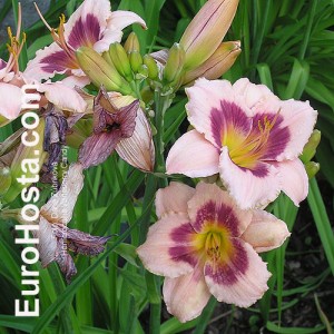 Hemerocallis Wineberry Candy - Eurohosta