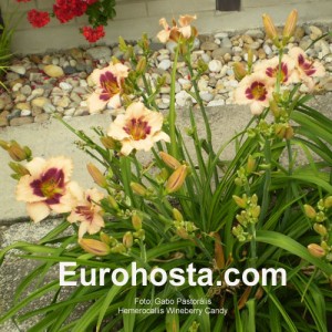 Hemerocallis Wineberry Candy - Eurohosta
