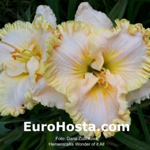 Hemerocallis Wonder of it All - Eurohosta