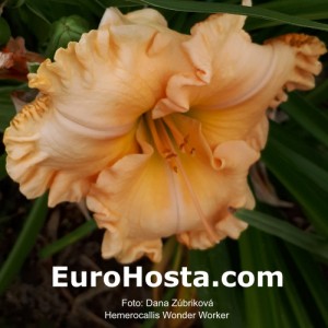 Hemerocallis Wonder Worker - Eurohosta