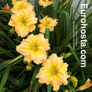 Hemerocallis Wonder Worker