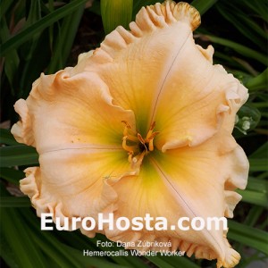 Hemerocallis Wonder Worker