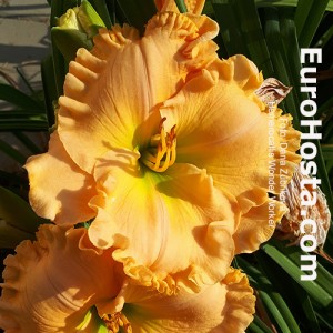 Hemerocallis Wonder Worker