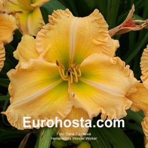 Hemerocallis Wonder Worker