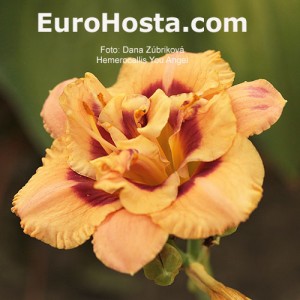 Hemerocallis Your Angel