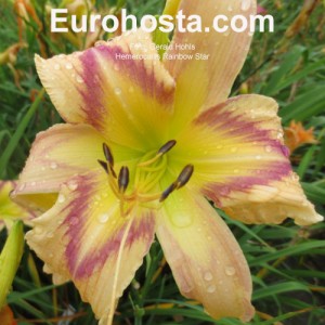 Hemerocallis Rainbow Star