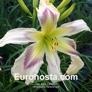 Hemerocallis Rainbow Star