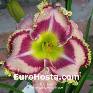 Hemerocallis Mystic Image