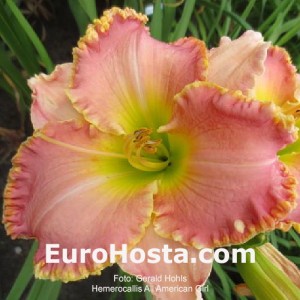 Hemerocallis All American Girl