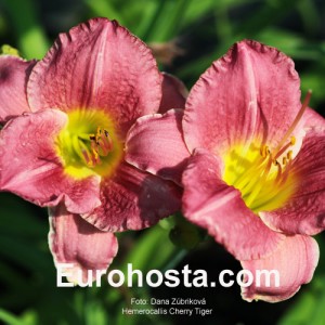 Hemerocallis Cherry Tiger - Eurohosta