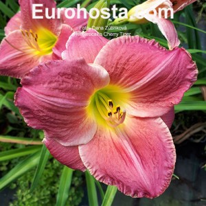 Hemerocallis Cherry Tiger