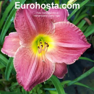 Hemerocallis Cherry Tiger