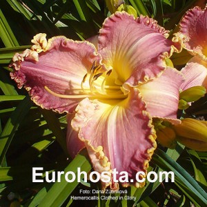 Hemerocallis Clothed in Glory