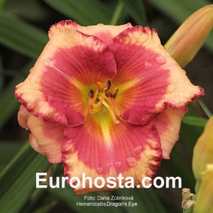 Hemerocallis Dragons Eye - Eurohosta