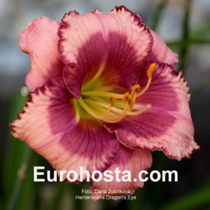 Hemerocallis Dragons Eye - Eurohosta