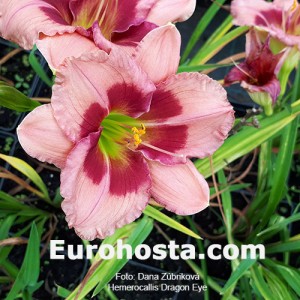 Hemerocallis Dragons Eye - Eurohosta