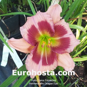 Hemerocallis Dragons Eye - Eurohosta