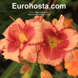 Hemerocallis Dragons Eye - Eurohosta