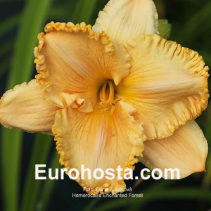 Hemerocallis Enchanted Forest - Eurohosta