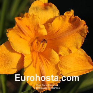 Hemerocallis Konstantina - Eurohosta