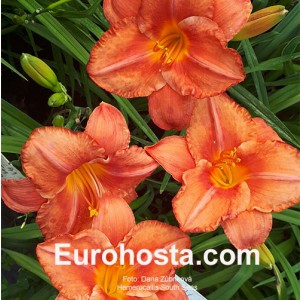 Hemerocallis South Seas