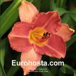 Hemerocallis South Seas - Eurohosta