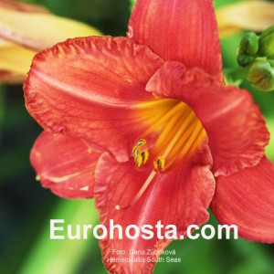 Hemerocallis South Seas - Eurohosta