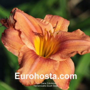 Hemerocallis South Seas - Eurohosta