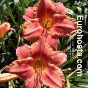 Hemerocallis South Seas - Eurohosta