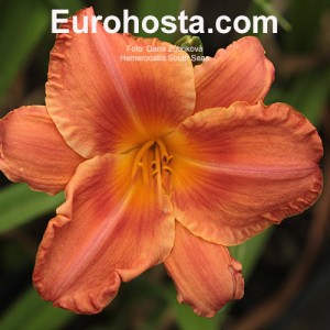 Hemerocallis South Seas - Eurohosta