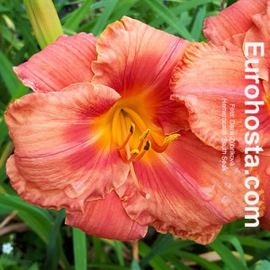 Hemerocallis South Seas - Eurohosta